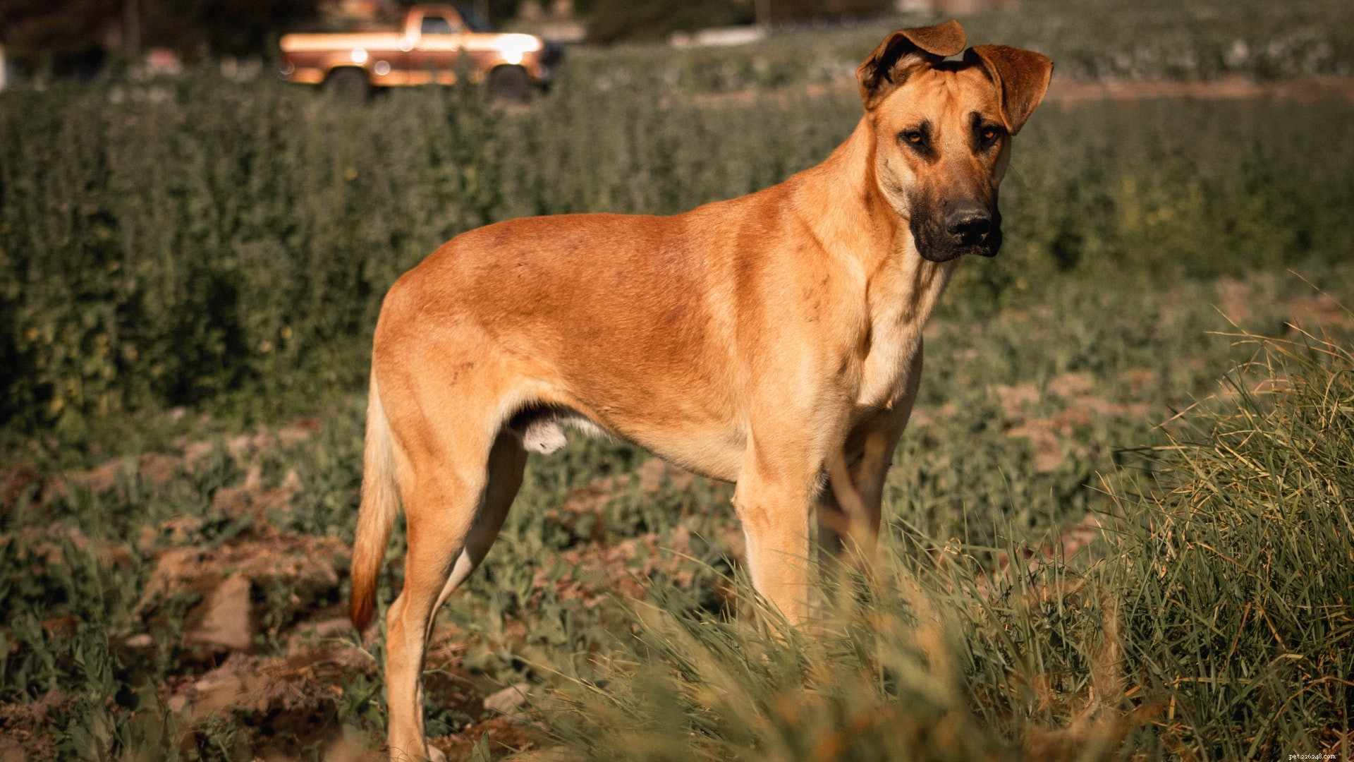 Top 6 Family Guard Dog Breeds: Loyal, Safe, and Family‑Friendly