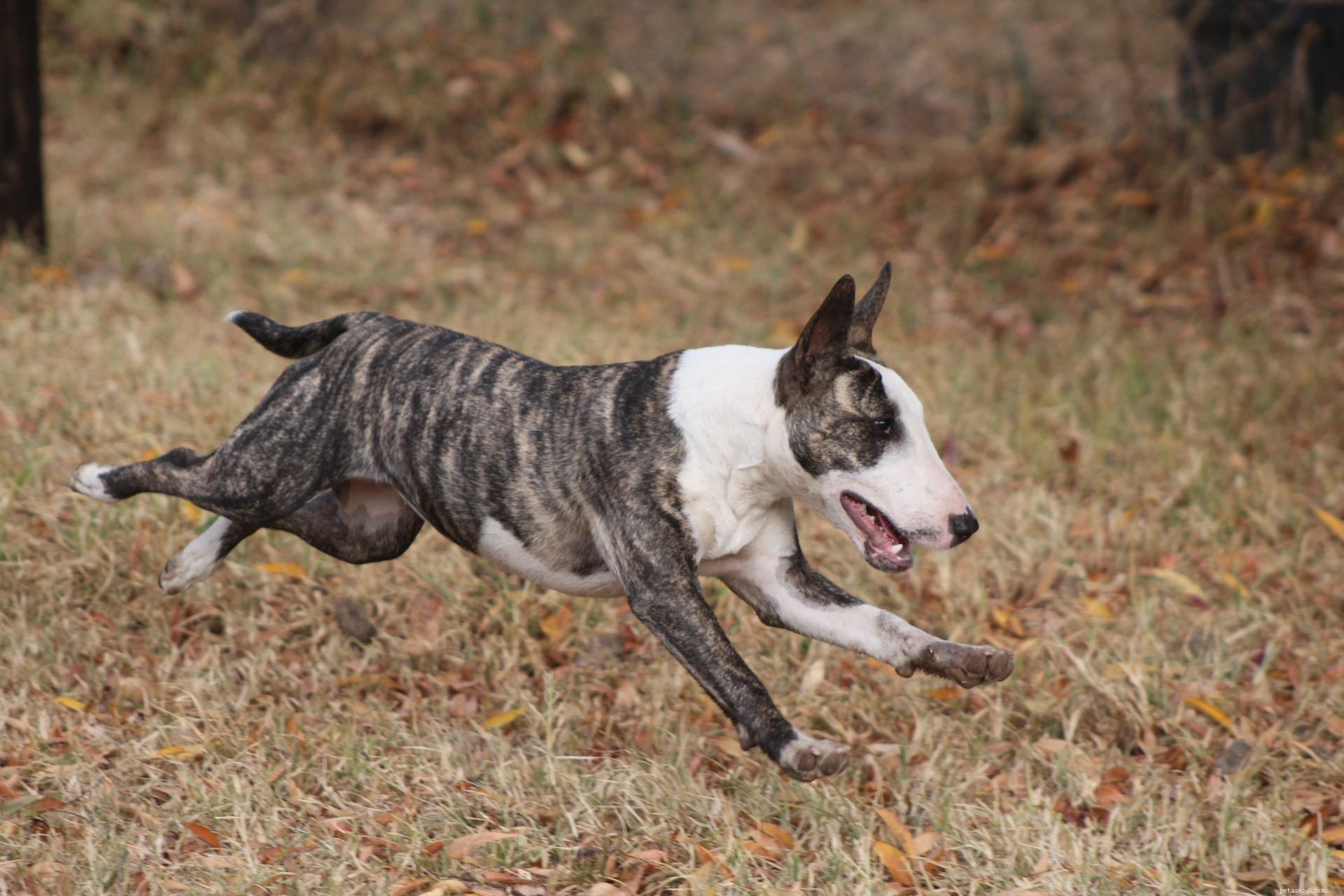 Top 6 Family Guard Dog Breeds: Loyal, Safe, and Family‑Friendly