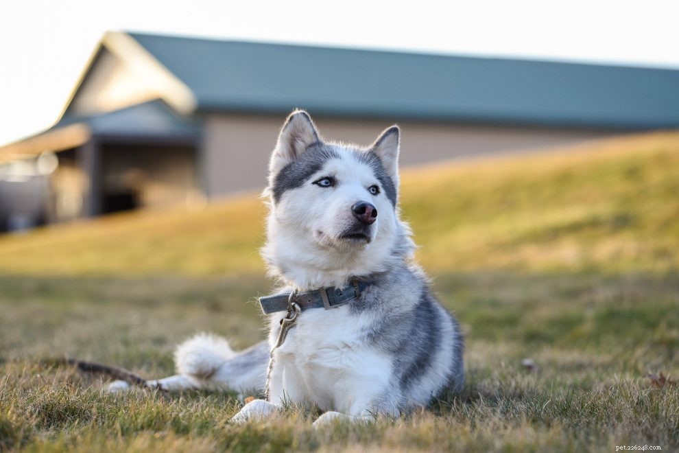 Top 11 Medium‑Sized Dog Breeds: Traits, Temperament, and Care Tips