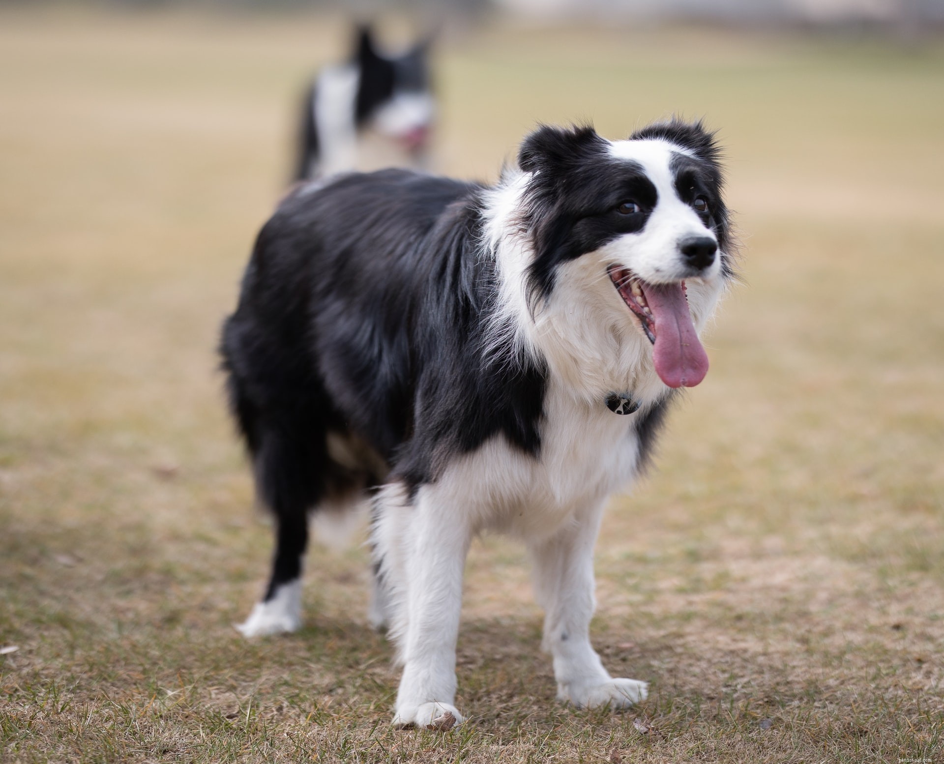 Top 11 Medium‑Sized Dog Breeds: Traits, Temperament, and Care Tips