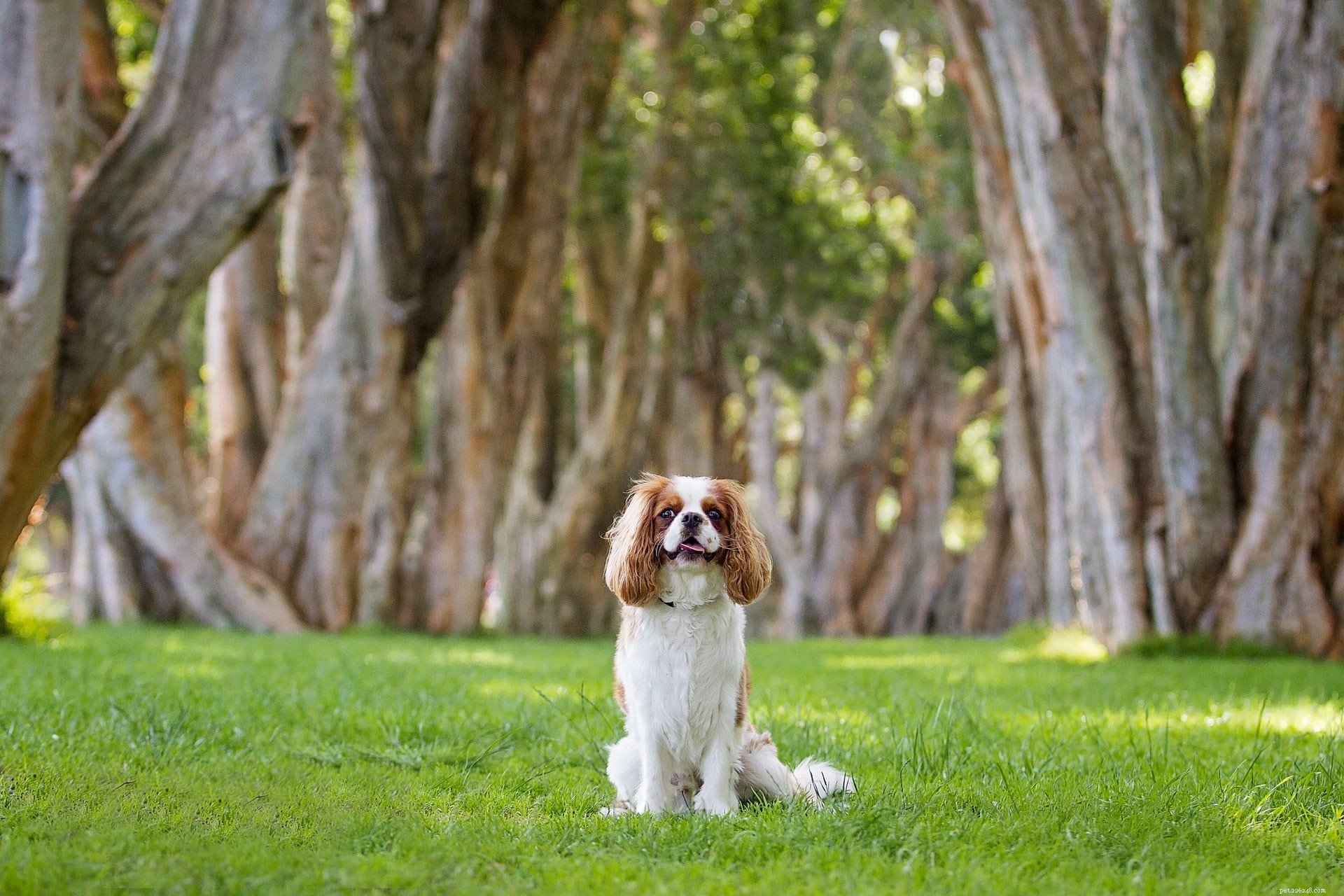 Top 11 Medium‑Sized Dog Breeds: Traits, Temperament, and Care Tips