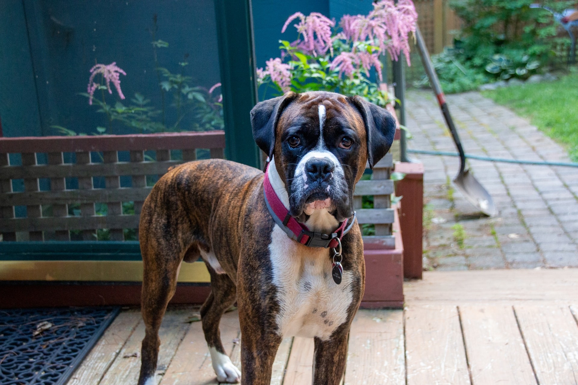Top 11 Medium‑Sized Dog Breeds: Traits, Temperament, and Care Tips