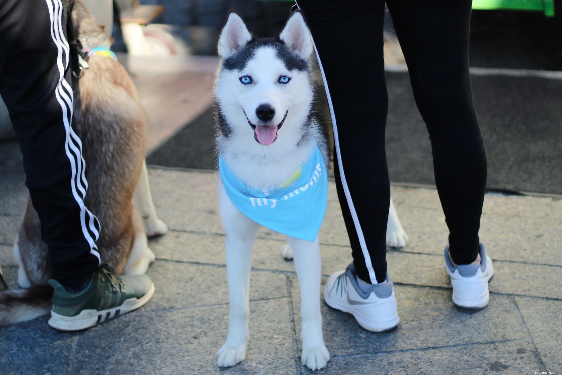 Top 11 Medium‑Sized Dog Breeds: Traits, Temperament, and Care Tips