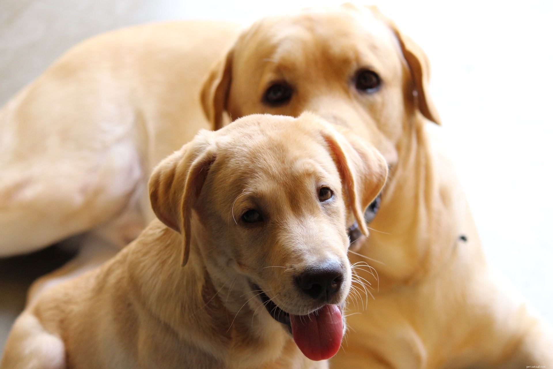 Top 11 Medium‑Sized Dog Breeds: Traits, Temperament, and Care Tips