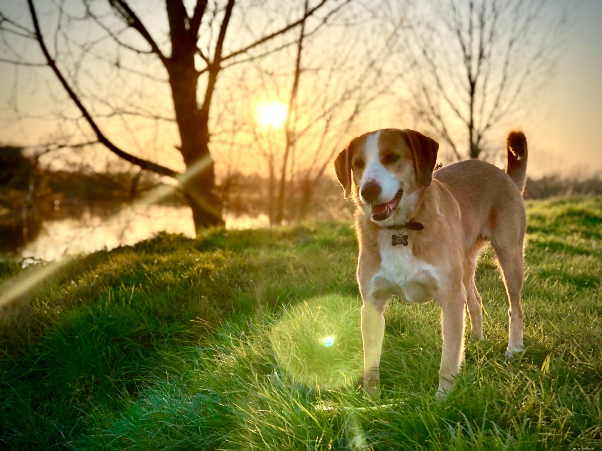 Top 11 Medium‑Sized Dog Breeds: Traits, Temperament, and Care Tips