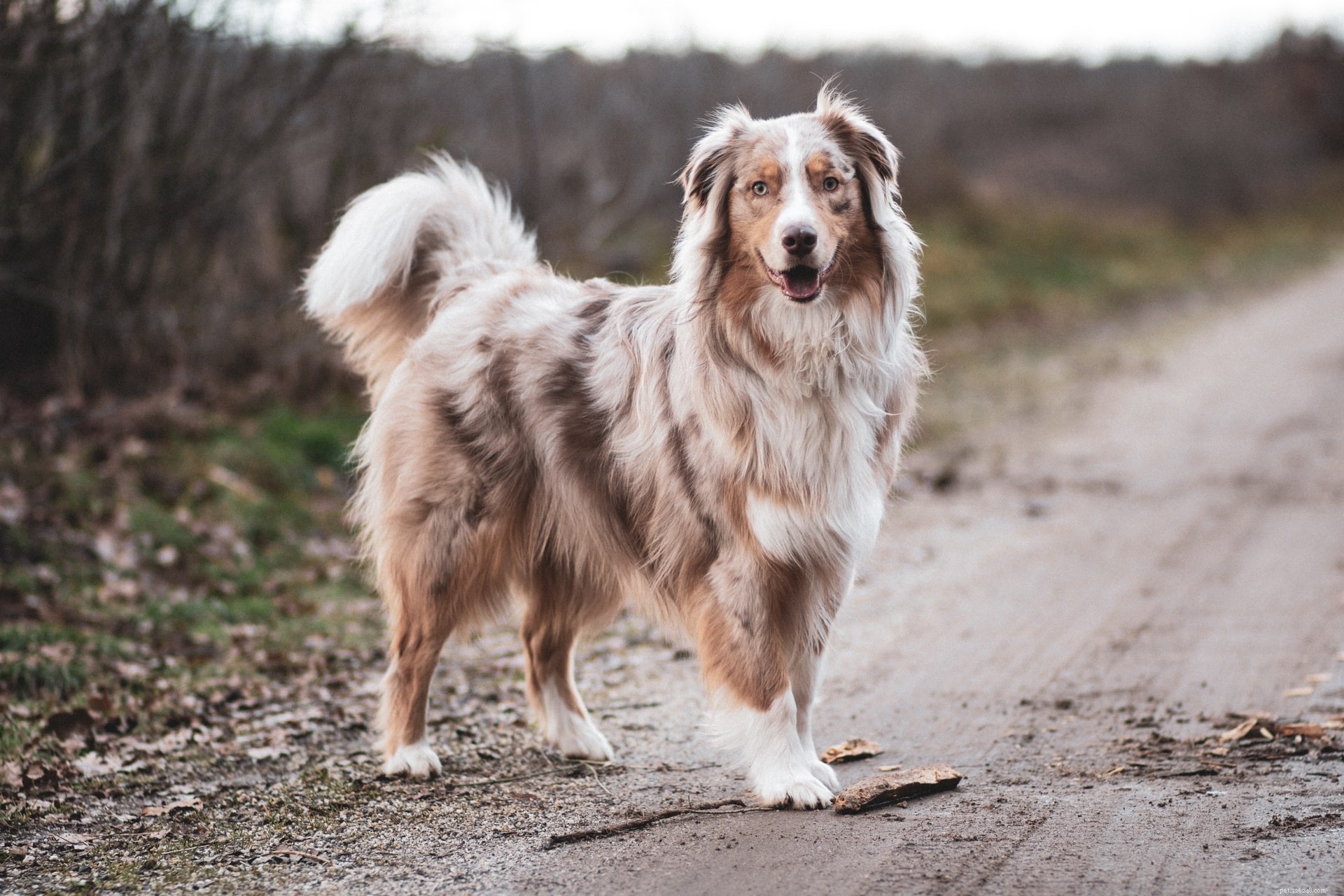 Top 11 Medium‑Sized Dog Breeds: Traits, Temperament, and Care Tips