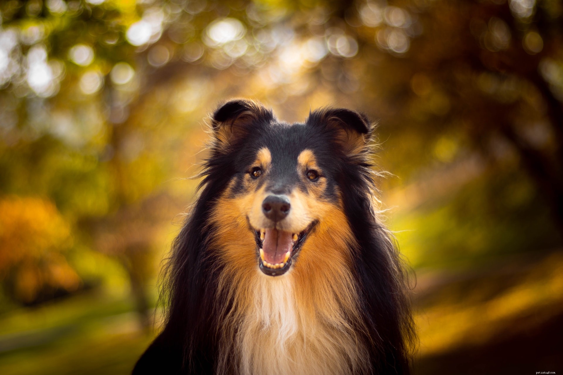 Top 11 Medium‑Sized Dog Breeds: Traits, Temperament, and Care Tips