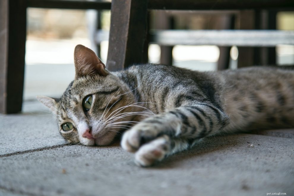 Why Is My Cat Crying? Signs You Should Know and How to Respond