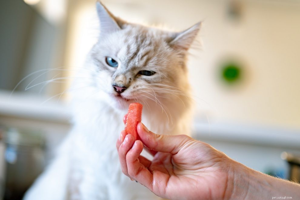 How Long Can a Cat Survive Without Food?