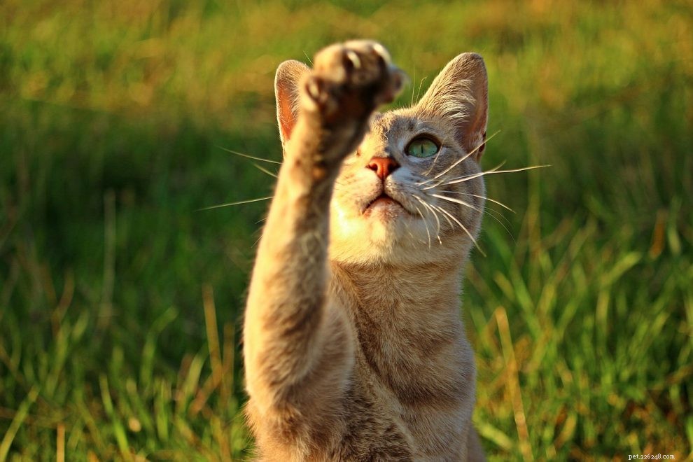 Essential Guide: Why and How to Trim Your Cat s Claws Safely