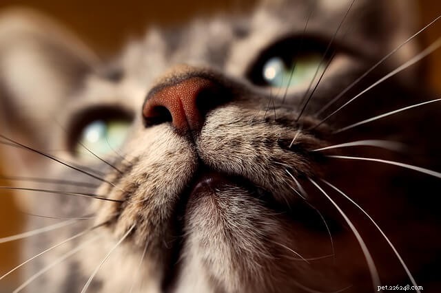 Why Trimming Your Cat’s Whiskers Can Harm Their Health and Well‑Being