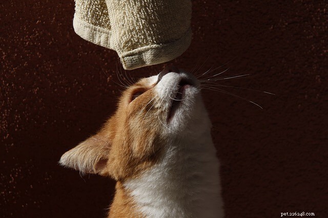 Gentle Cat Restraint: A Vet-Approved Towel Hack for Safe, Stress-Free Handling