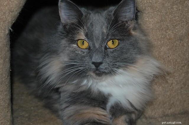 Top 10 Essential Grooming Products for Healthy Cats