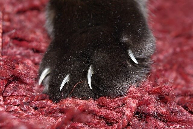 Gentle Cat Restraint: A Vet-Approved Towel Hack for Safe, Stress-Free Handling