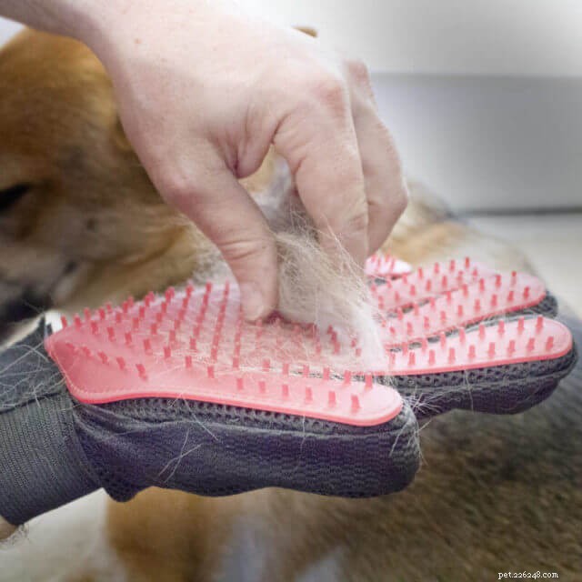 Top 10 Essential Grooming Products for Healthy Cats