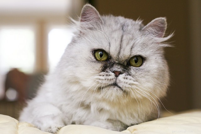 Top 5 High-Maintenance Cat Breeds You Need to Know