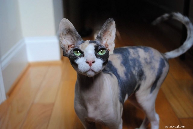 Top 5 High-Maintenance Cat Breeds You Need to Know