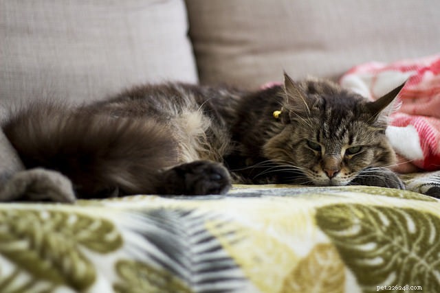 Top 5 High-Maintenance Cat Breeds You Need to Know