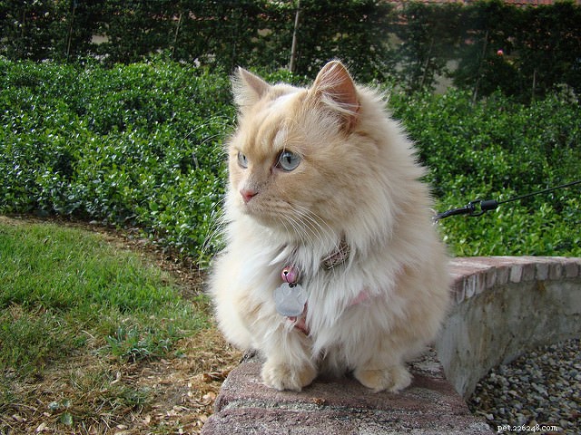 Top 5 High-Maintenance Cat Breeds You Need to Know