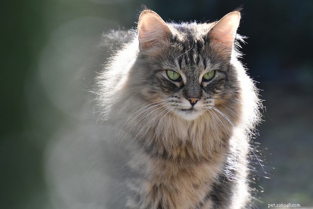 Top 5 High-Maintenance Cat Breeds You Need to Know