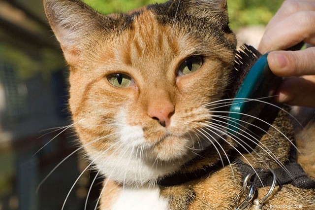 Professional Guide: 4 Essential Home Grooming Tips for Your Cat