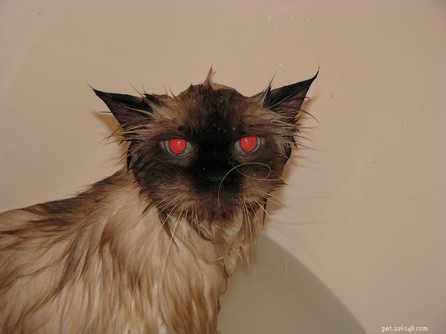 Professional Guide: 4 Essential Home Grooming Tips for Your Cat