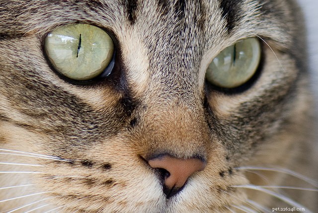 Professional Guide: 4 Essential Home Grooming Tips for Your Cat