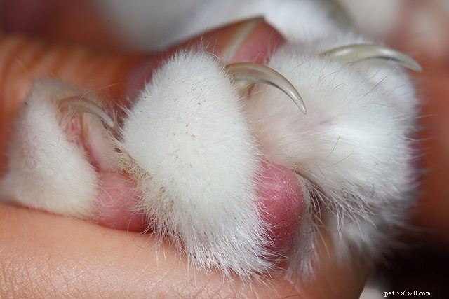 How to Trim Your Cat’s Nails: 3 Expert Tips for a Stress‑Free Experience