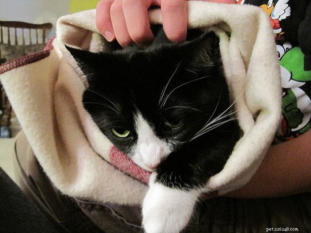 How to Trim Your Cat’s Nails: 3 Expert Tips for a Stress‑Free Experience