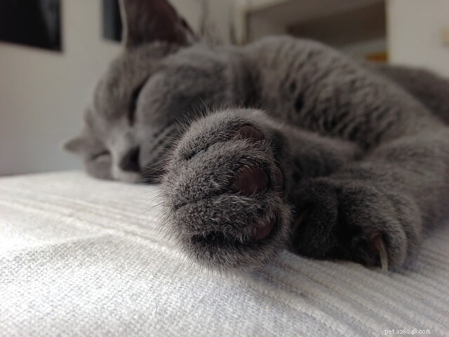 How to Trim Your Cat’s Nails: 3 Expert Tips for a Stress‑Free Experience