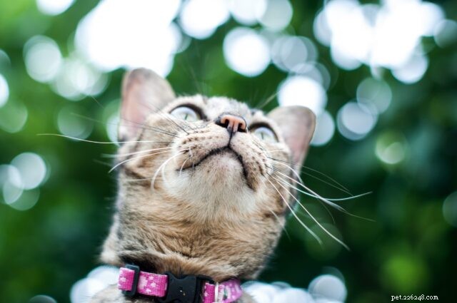Cat Emergency Preparedness: Essential Steps to Keep Your Feline Safe in a Crisis