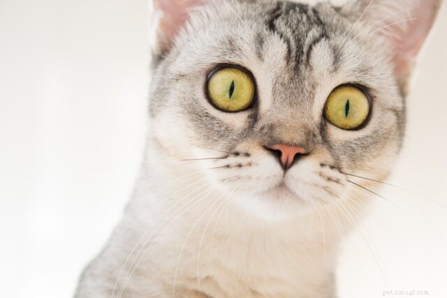 Cat Emergency Preparedness: Essential Steps to Keep Your Feline Safe in a Crisis