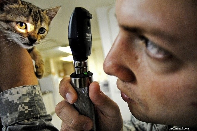 Cat Emergency Preparedness: Essential Steps to Keep Your Feline Safe in a Crisis
