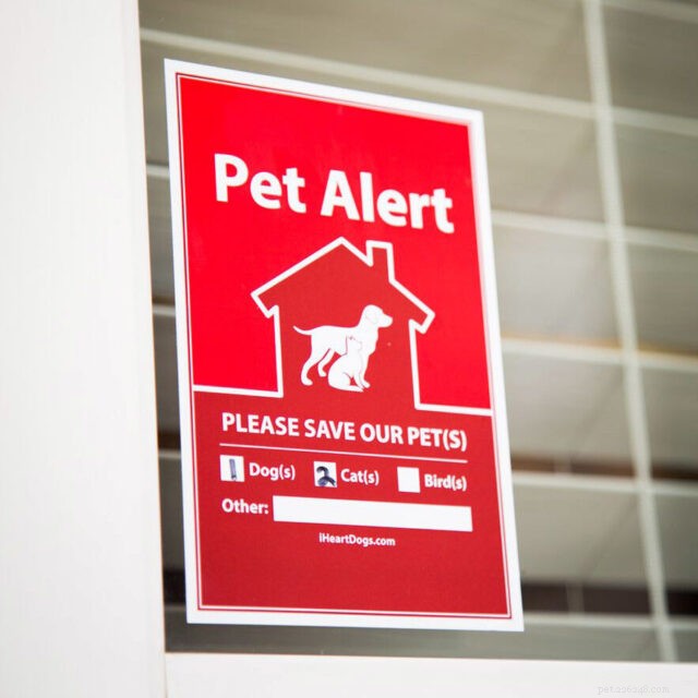 Cat Emergency Preparedness: Essential Steps to Keep Your Feline Safe in a Crisis