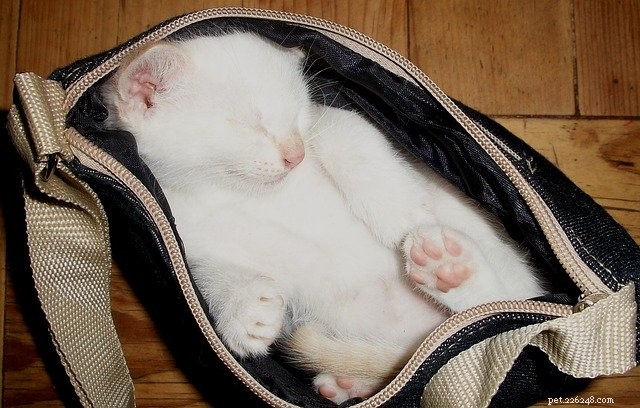 Cat Emergency Preparedness: Essential Steps to Keep Your Feline Safe in a Crisis