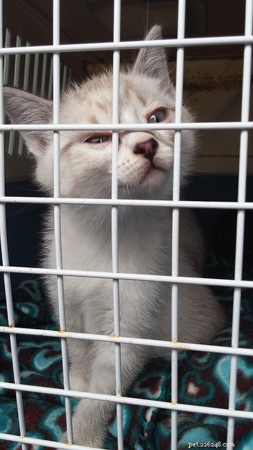 Cat Emergency Preparedness: Essential Steps to Keep Your Feline Safe in a Crisis