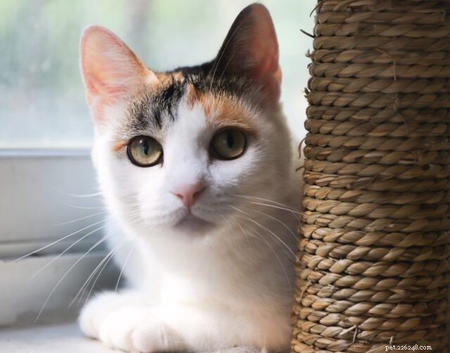 Cat Emergency Preparedness: Essential Steps to Keep Your Feline Safe in a Crisis