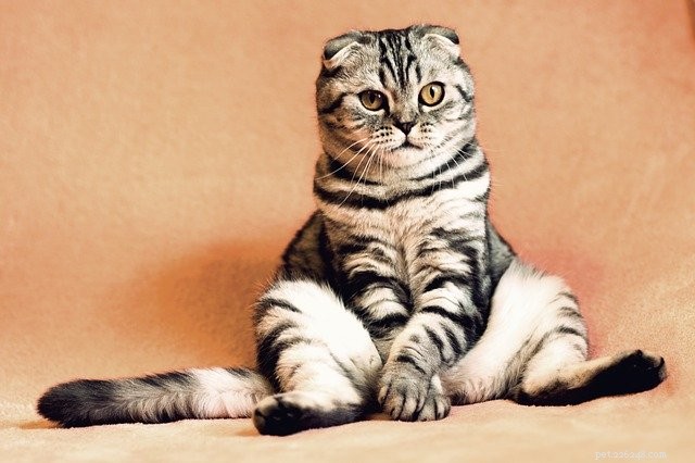Why Do Cats Pee Outside the Litter Box? Expert Insights & Solutions