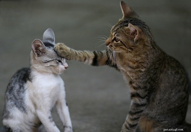 Why Do Cats Pee Outside the Litter Box? Expert Insights & Solutions