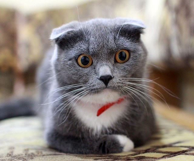 Why Do Cats Pee Outside the Litter Box? Expert Insights & Solutions