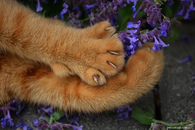 Why Do Cats Pee Outside the Litter Box? Expert Insights & Solutions