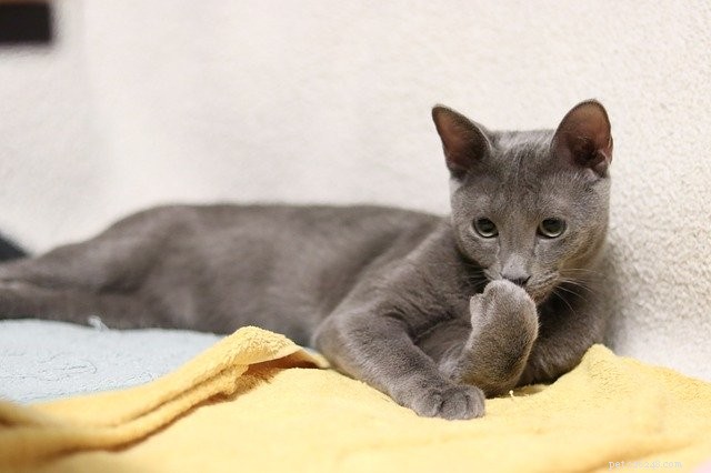 Why Do Cats Pee Outside the Litter Box? Expert Insights & Solutions