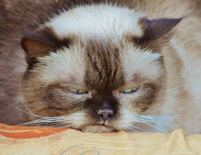 Why Do Cats Pee Outside the Litter Box? Expert Insights & Solutions