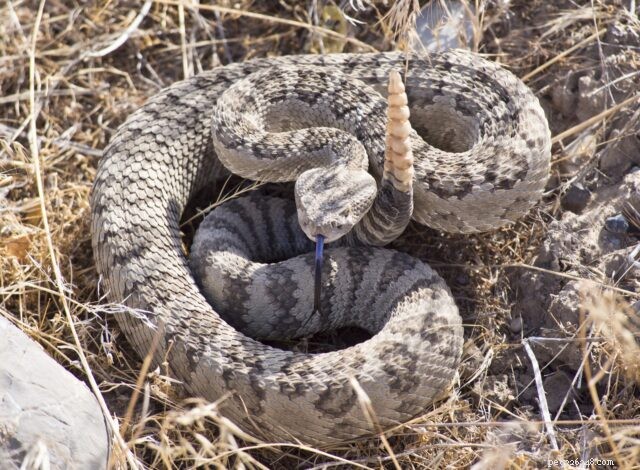 Cats Outlast Dogs in Snake Bite Survival, Study Finds