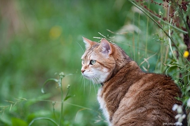 Cats Outlast Dogs in Snake Bite Survival, Study Finds