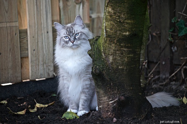 Cats Outlast Dogs in Snake Bite Survival, Study Finds