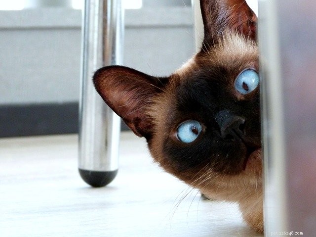 CDC Issues Updated Cat Safety Guidelines During COVID‑19