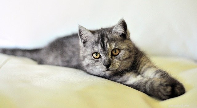 CDC Issues Updated Cat Safety Guidelines During COVID‑19