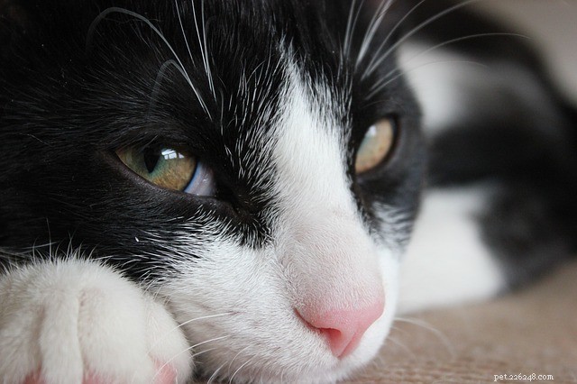 CDC Issues Updated Cat Safety Guidelines During COVID‑19