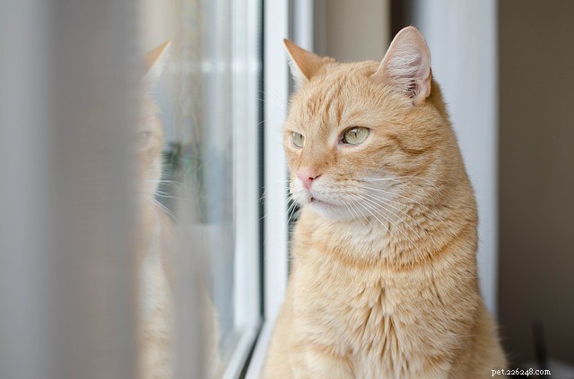 CDC Issues Updated Cat Safety Guidelines During COVID‑19